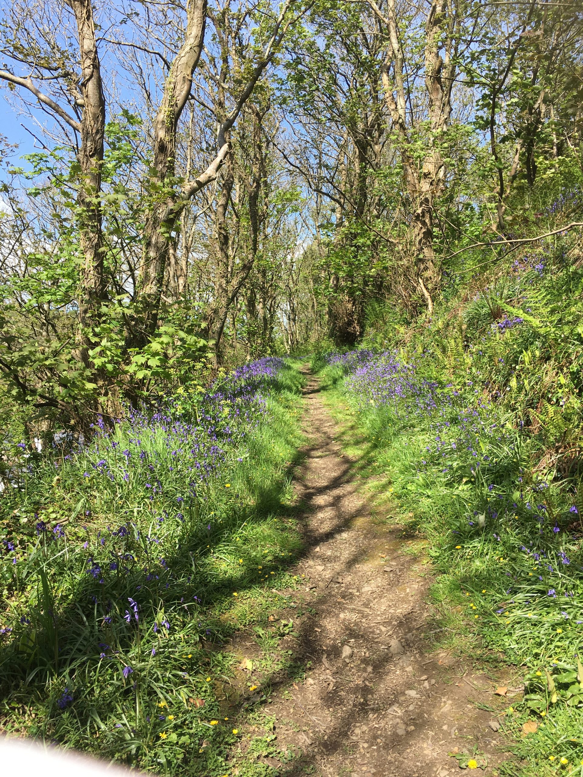 The Bluebell Woods, Solva -St Davids Peninsula