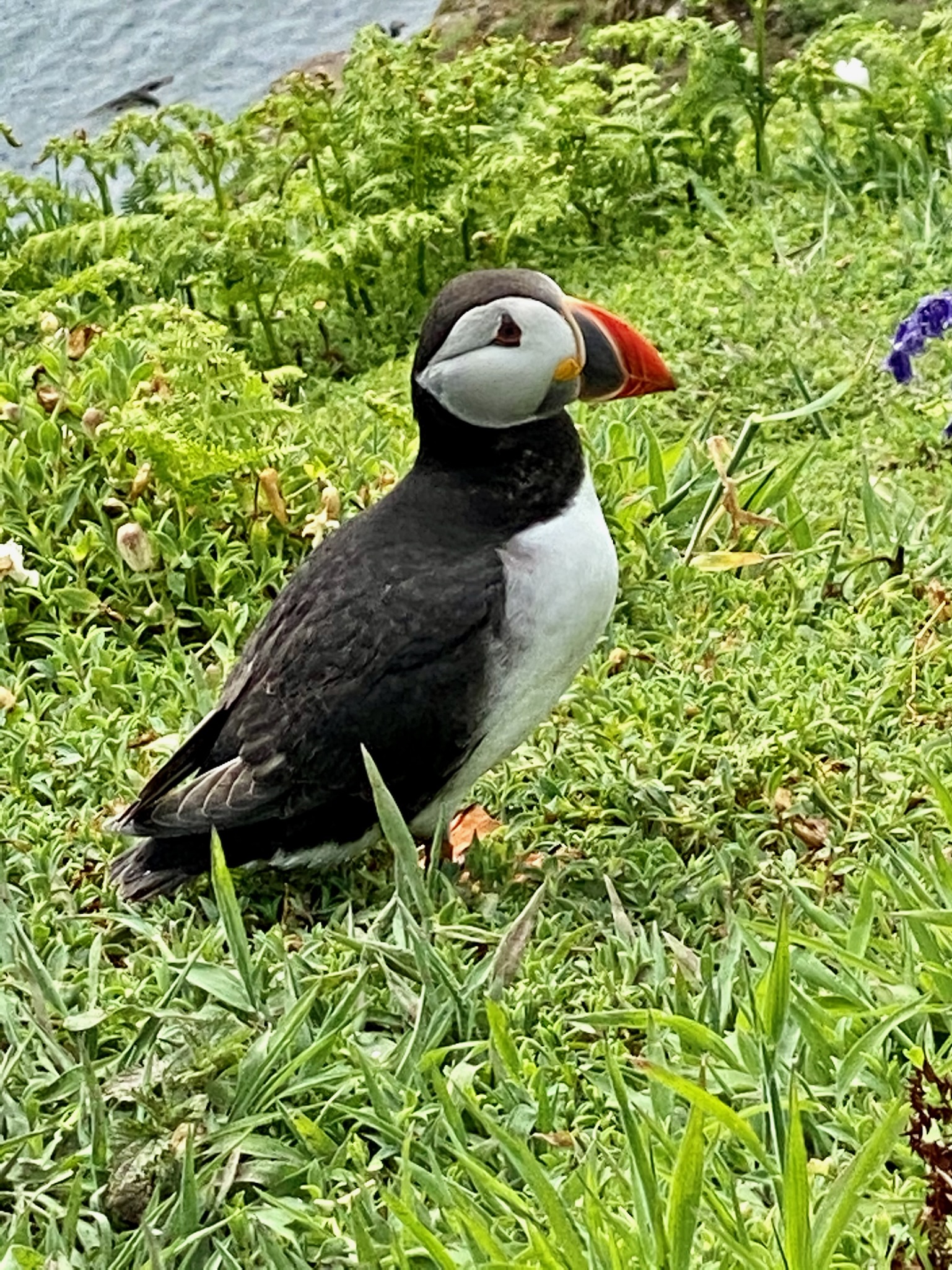Skomer Island Puffins