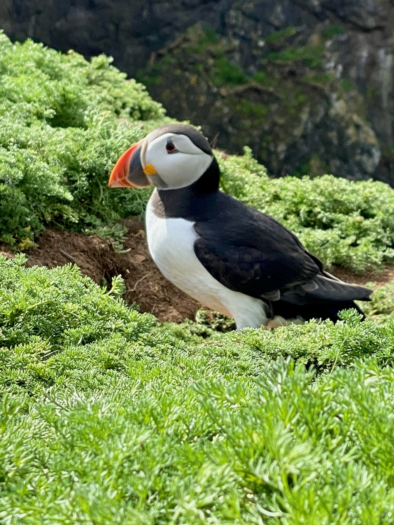 Pembrokeshire Puffins