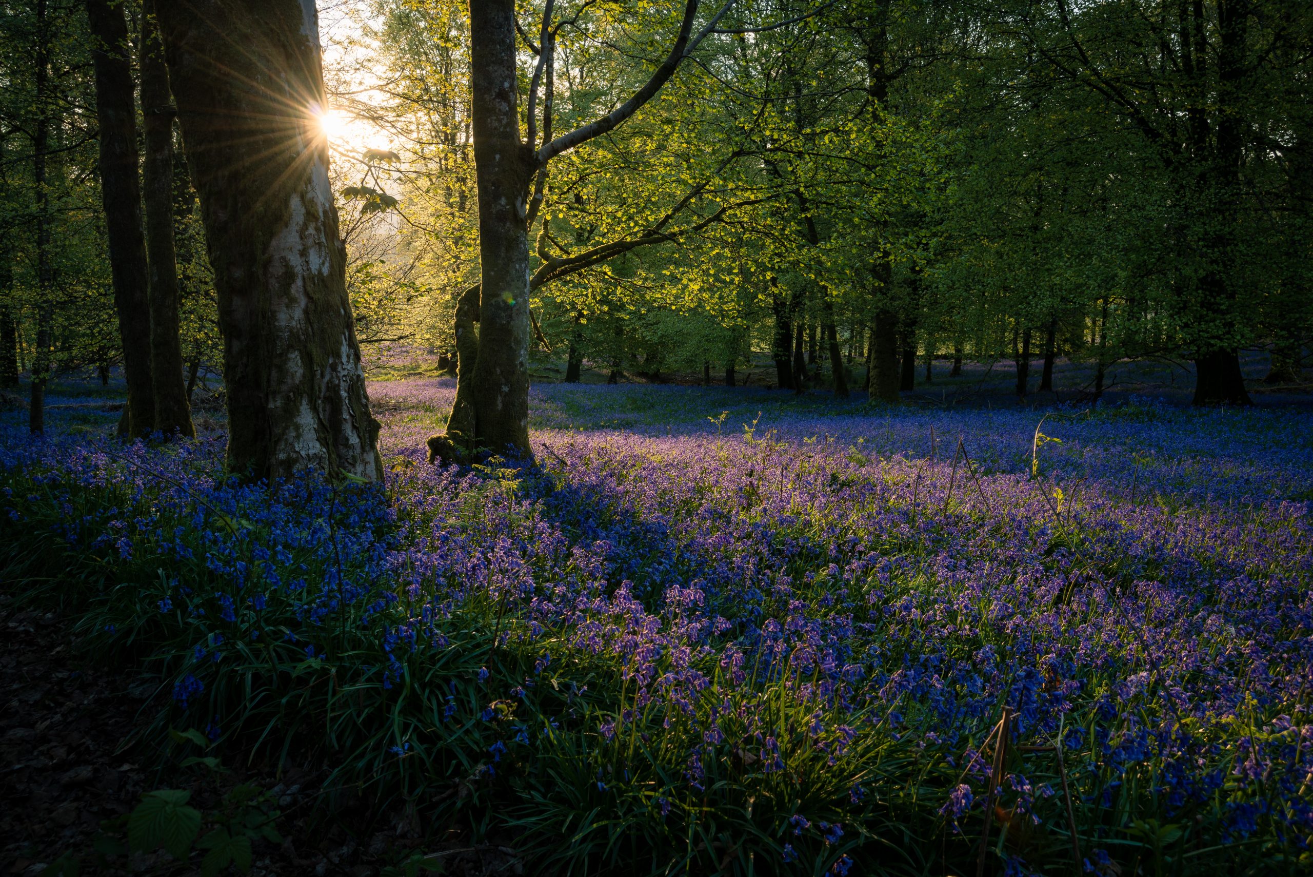 whats on bluebells