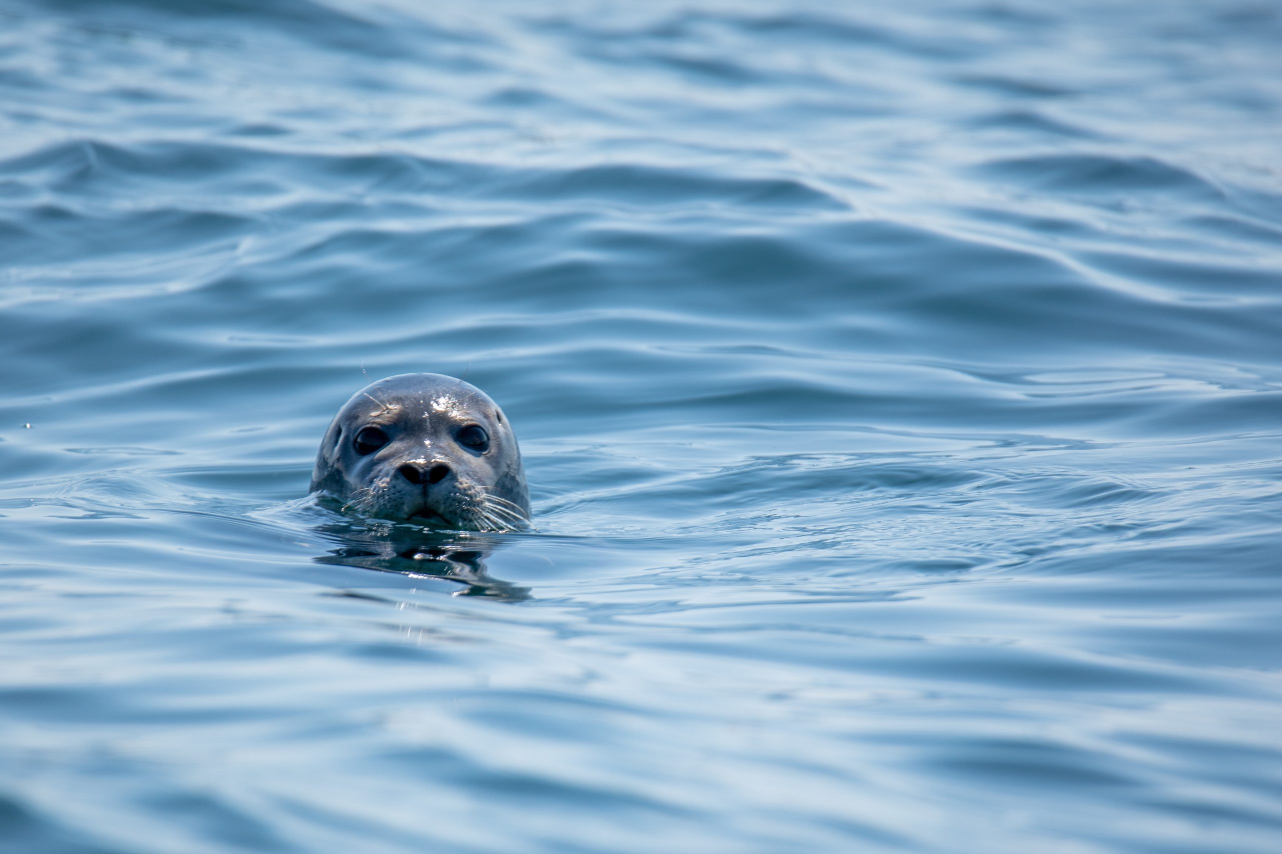 whats on seal pup st davids escapes