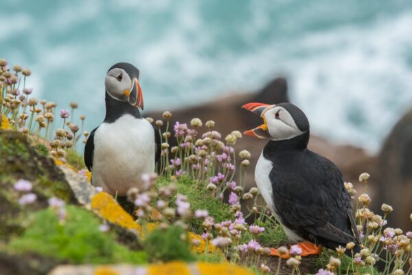 Pembrokeshire puffins