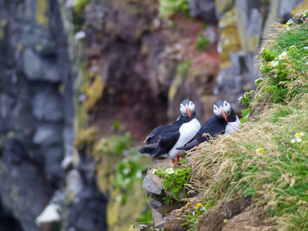 Puffins