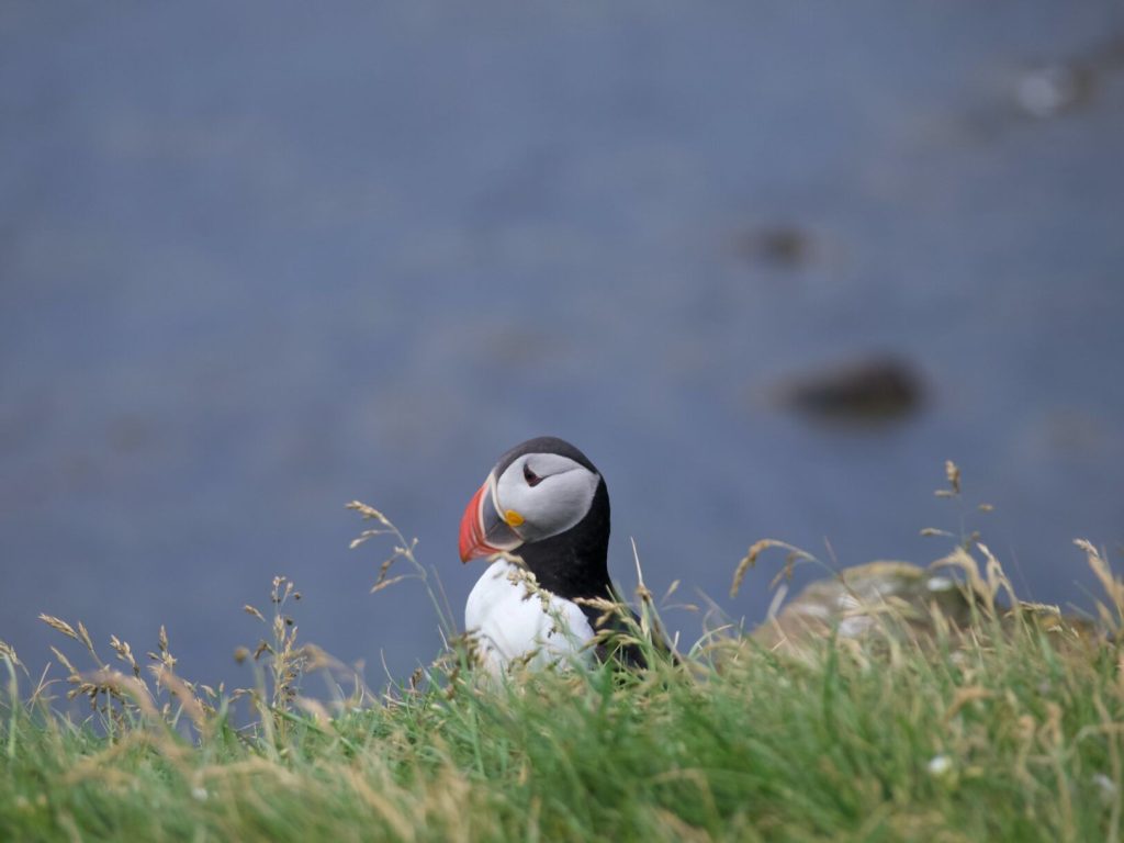 Y Mor St Davids Puffins 