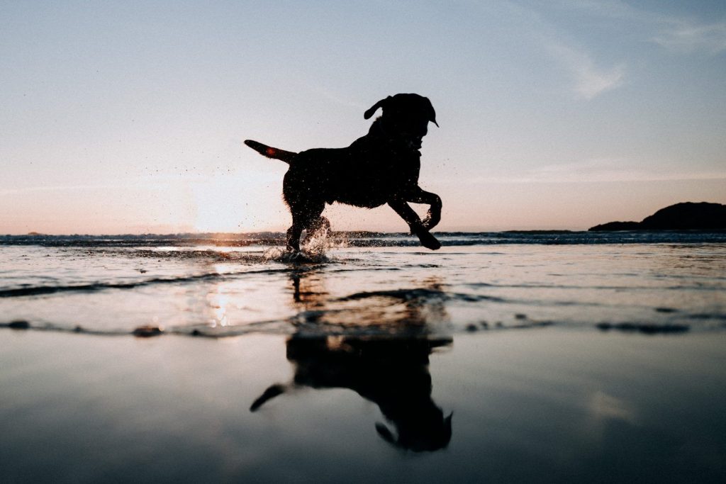 Whitesands Beach St Davids Dogs Sunset