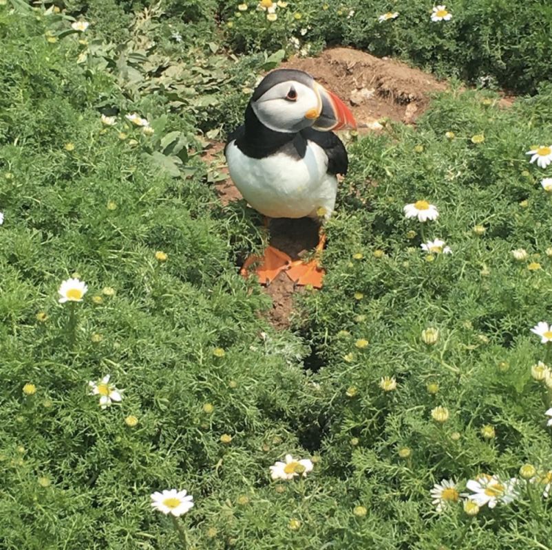 Puffins