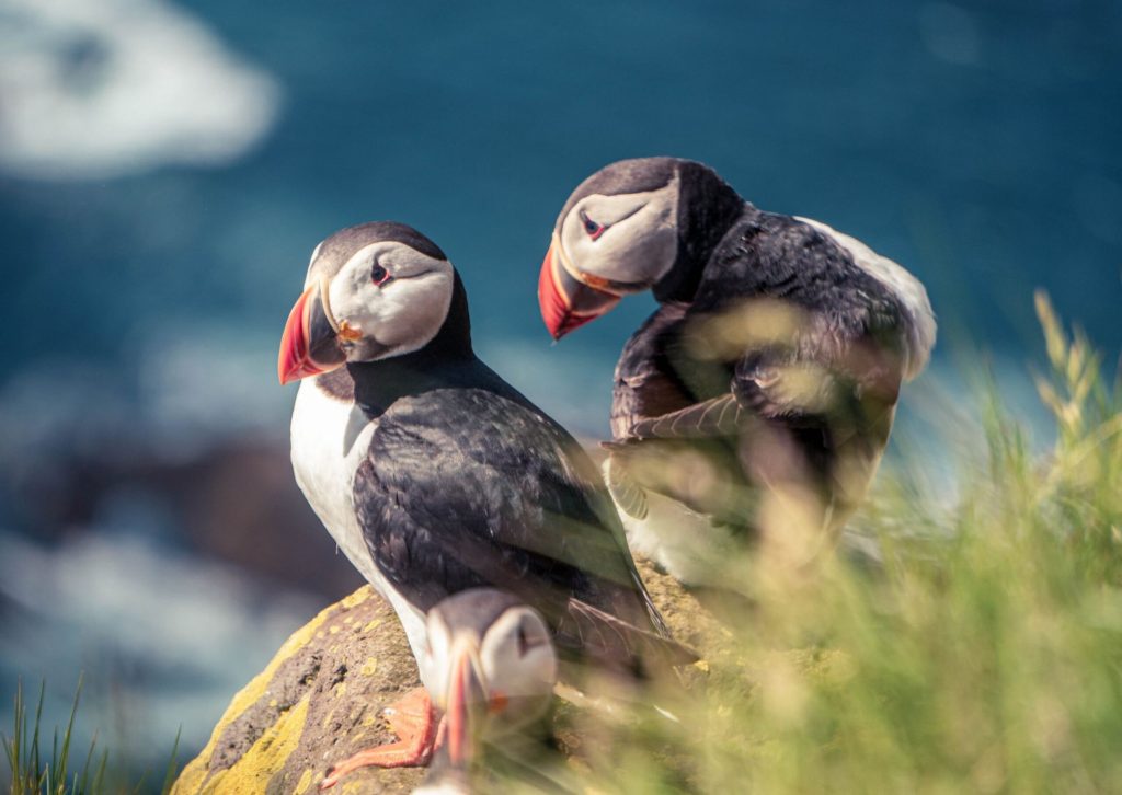 Puffins