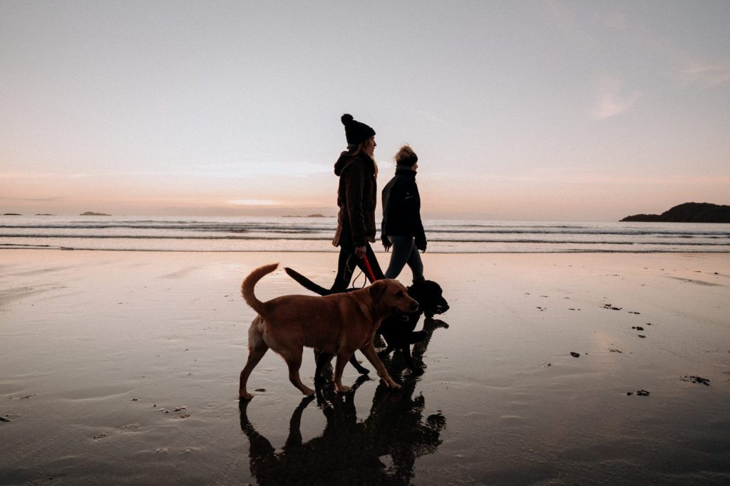 Whitesands Beach St Davids Dogs