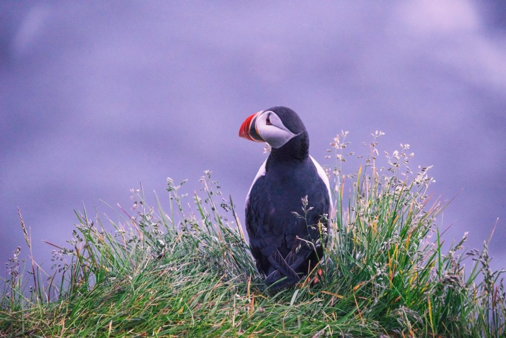 Puffins