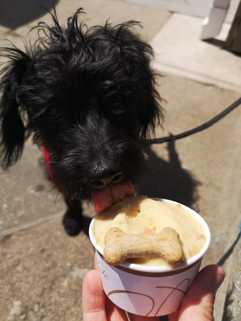 Doggy Ice Cream