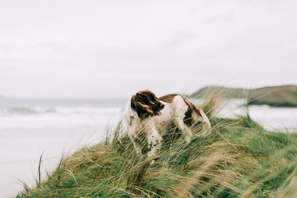 Coastal Path Walks Dogs