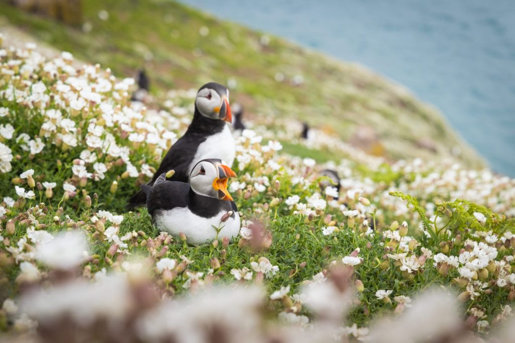 Puffins