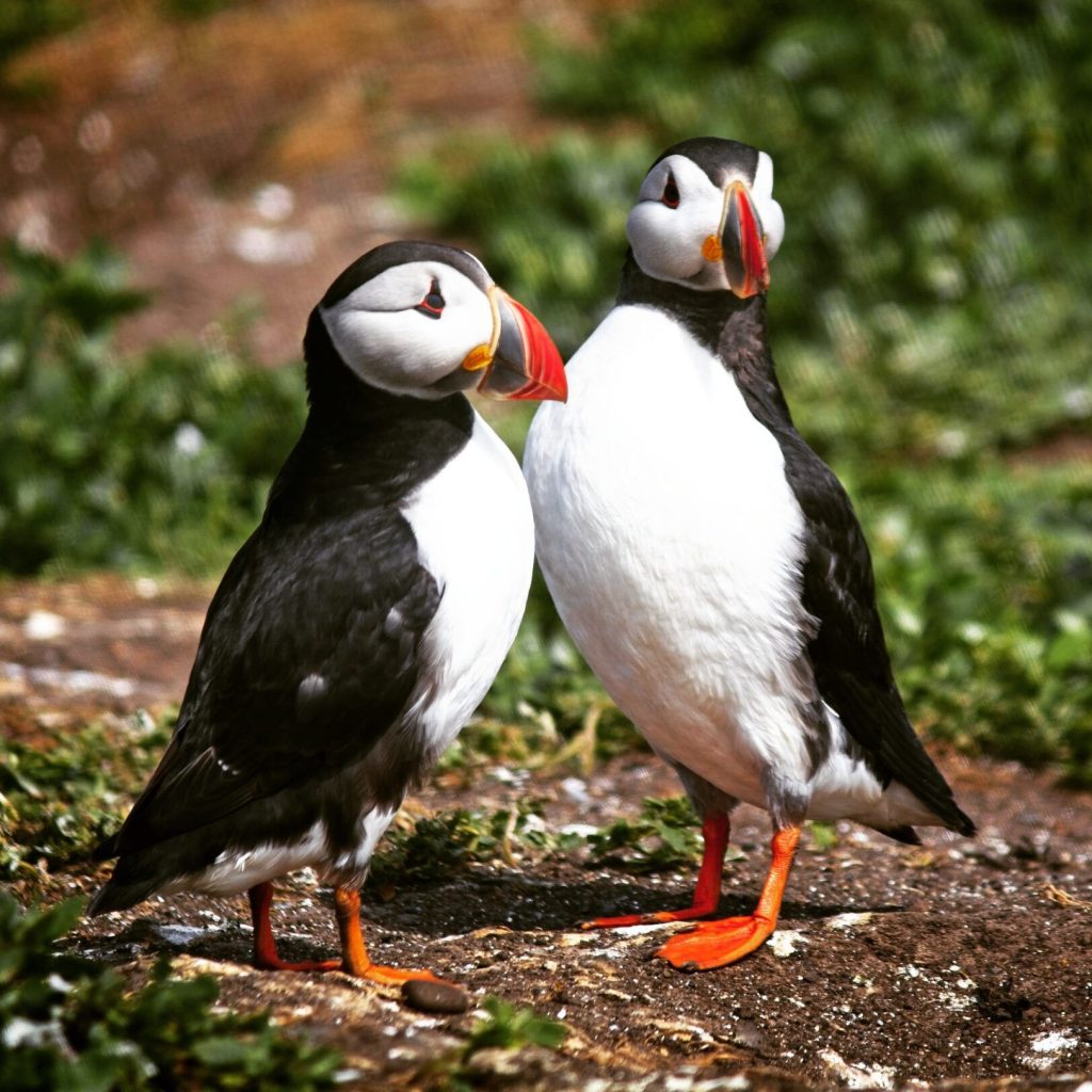 Puffins
