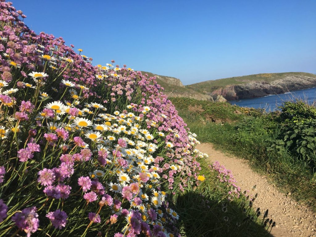 Yn Y Ty St Davids Clifftops 2 